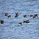 Canard noir