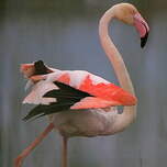 Flamant rose