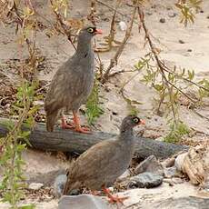 Francolin à bec rouge