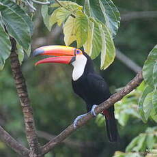 Toucan toco