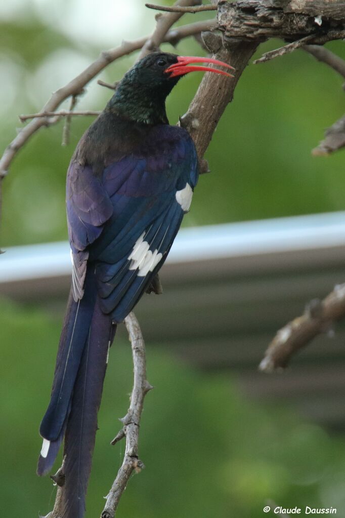 Green Wood Hoopoe