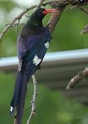 Green Wood Hoopoe