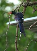 Green Wood Hoopoe