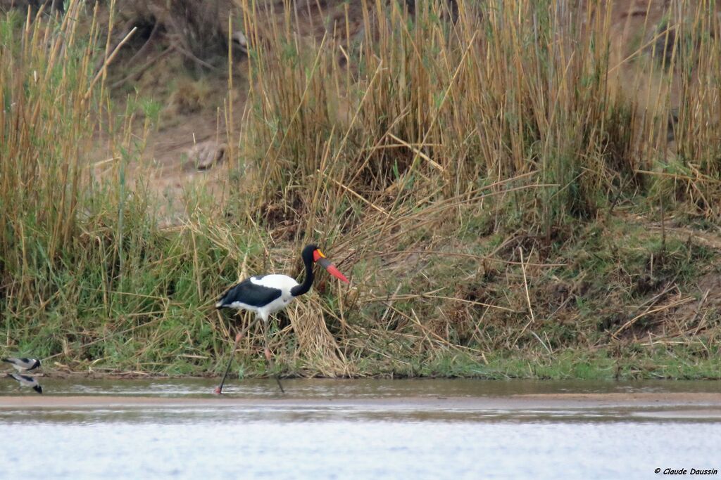 Saddle-billed Stork