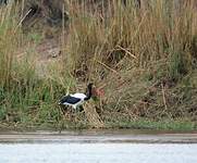 Jabiru d'Afrique