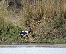 Saddle-billed Stork