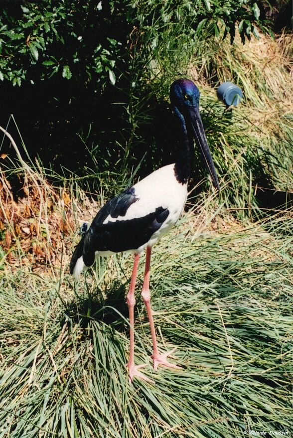 Jabiru d'Asie