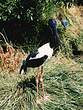 Jabiru d'Asie