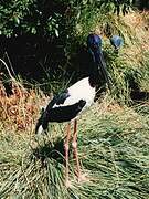 Black-necked Stork