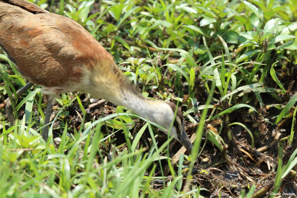 African Jacana