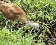 Jacana à poitrine dorée