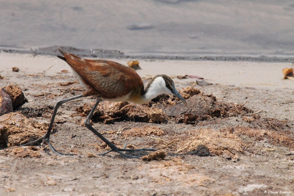 Jacana à poitrine dorée