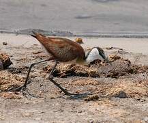 Jacana à poitrine dorée