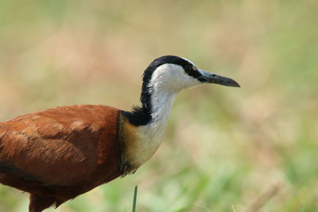 Jacana à poitrine dorée