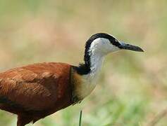 Jacana à poitrine dorée