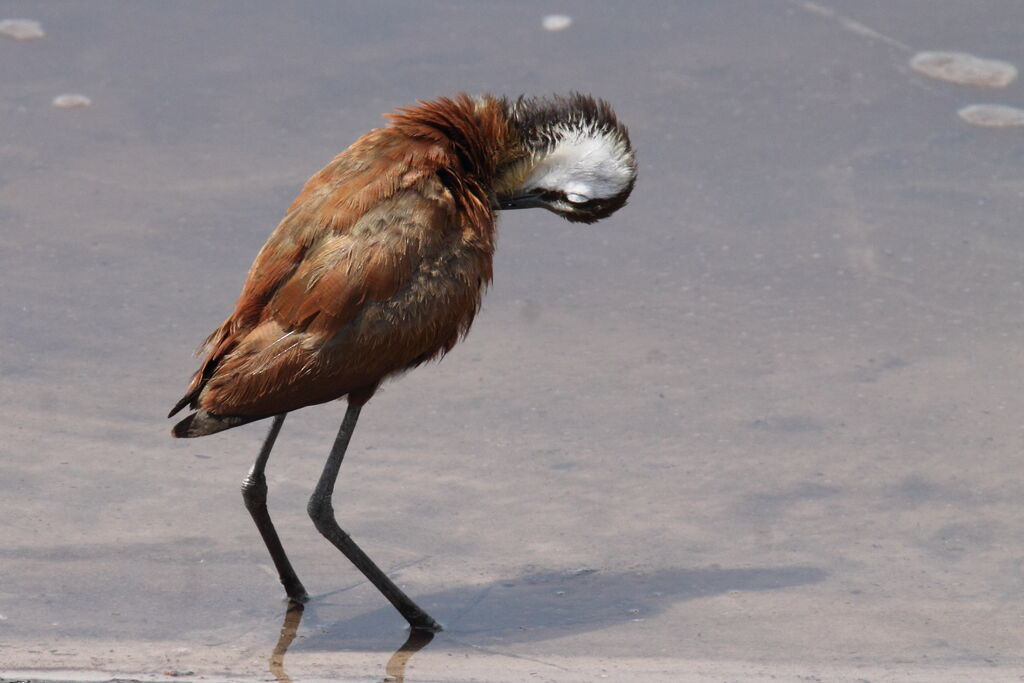 Jacana à poitrine dorée