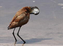 Jacana à poitrine dorée