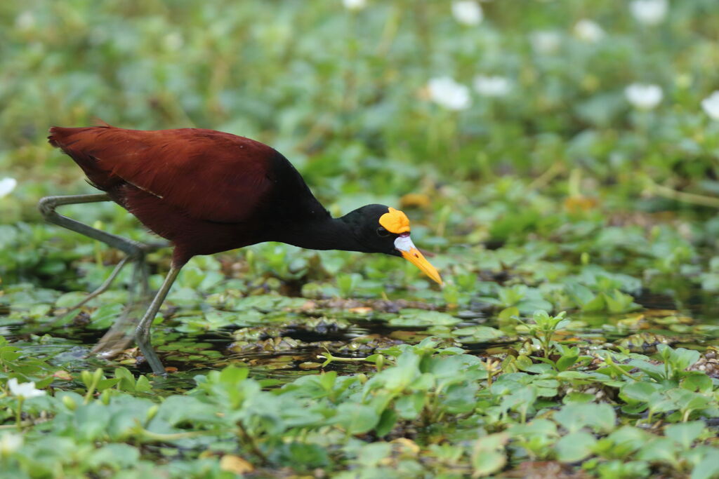 Northern Jacana male adult, walking