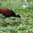 Jacana du Mexique