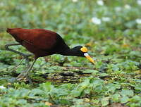 Jacana du Mexique