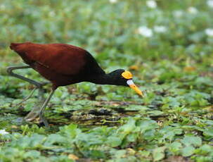 Jacana du Mexique