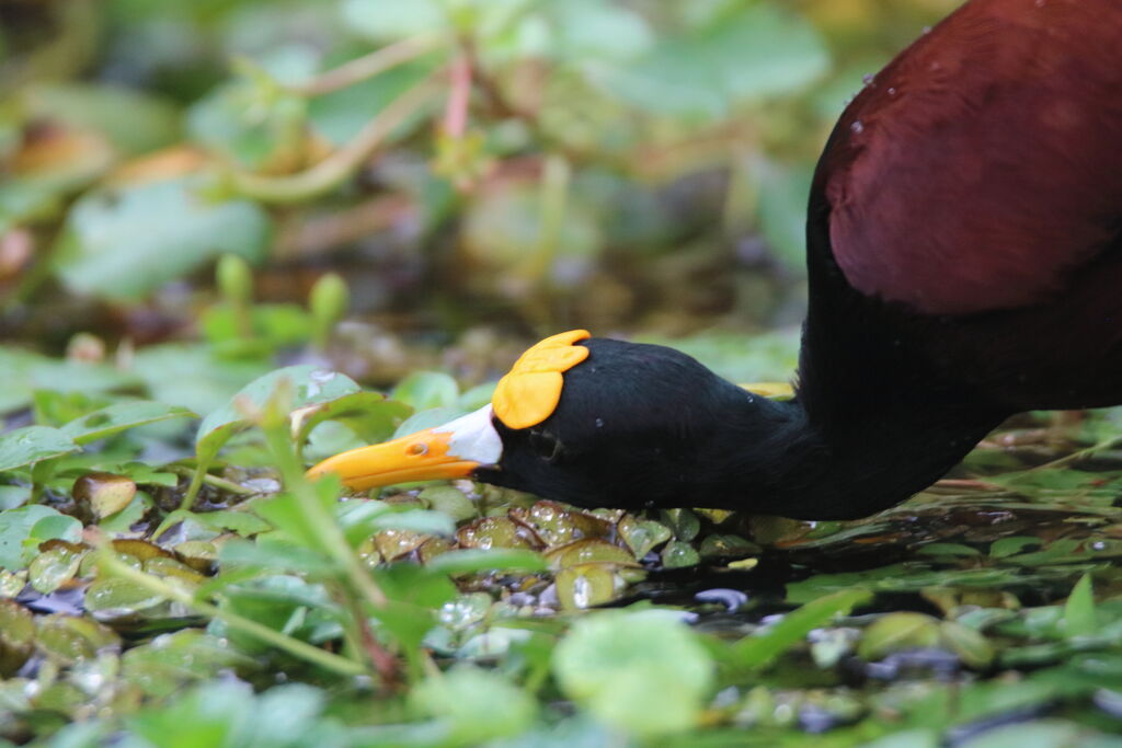 Jacana du Mexique mâle adulte, mange