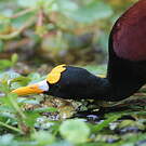 Jacana du Mexique
