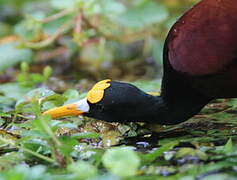 Northern Jacana