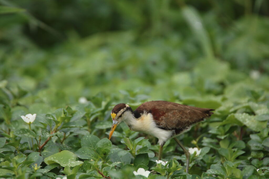 Northern Jacanajuvenile, walking