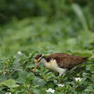 Jacana du Mexique