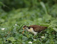 Jacana du Mexique