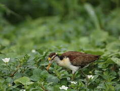 Northern Jacana