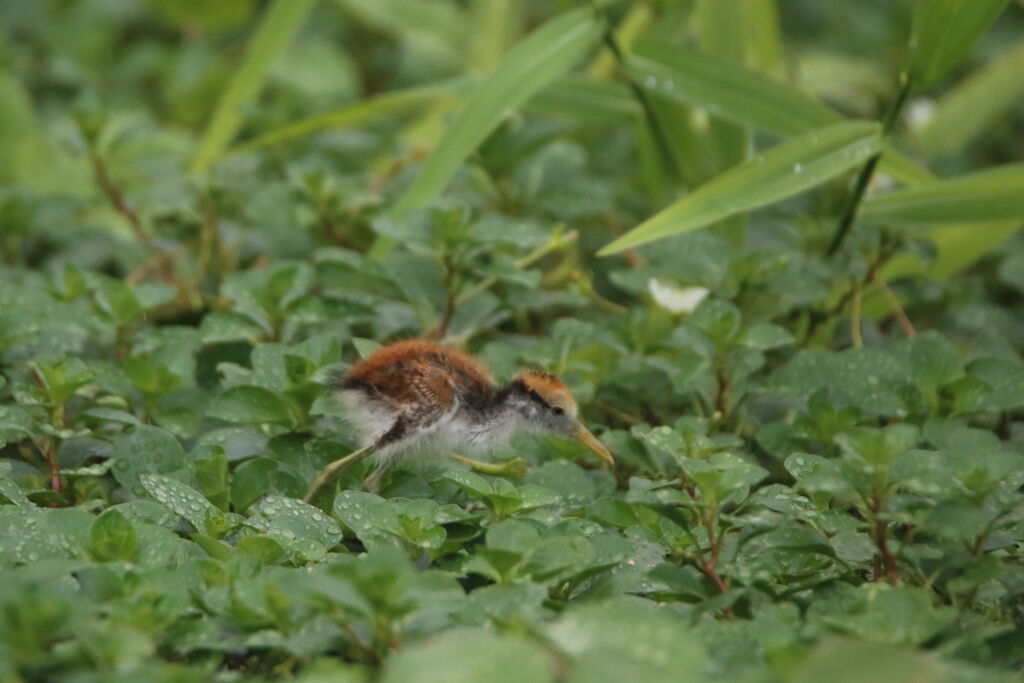 Jacana du MexiquePoussin, camouflage, marche