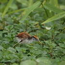 Jacana du Mexique