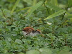 Jacana du Mexique