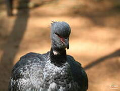 Southern Screamer