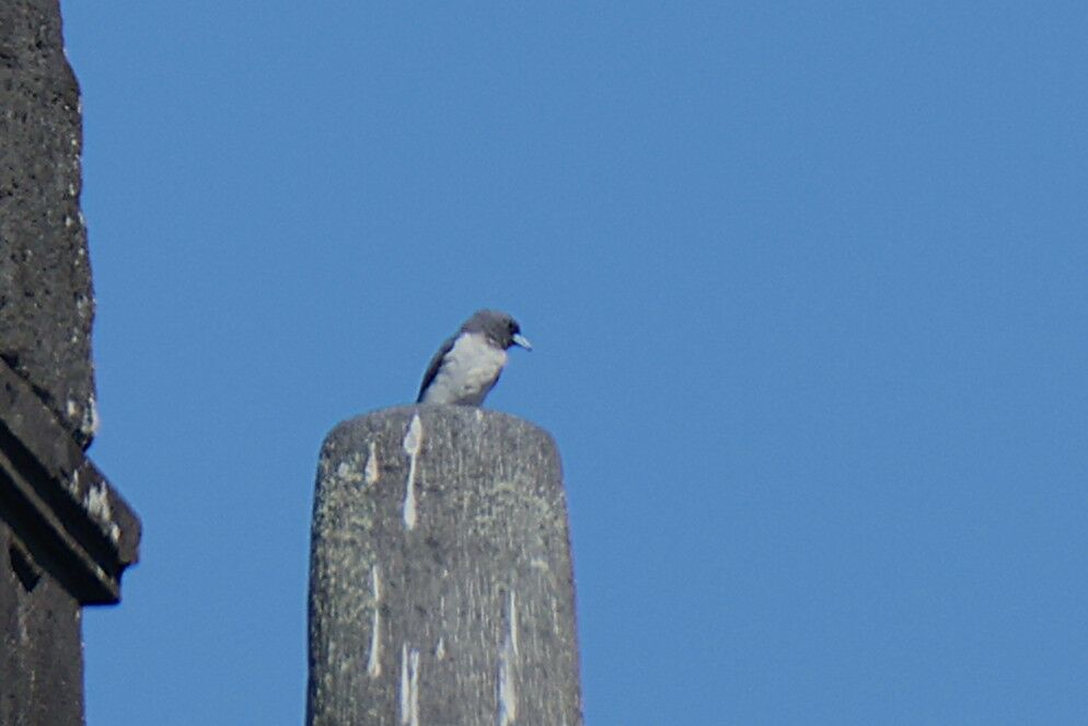 White-breasted Woodswallow male