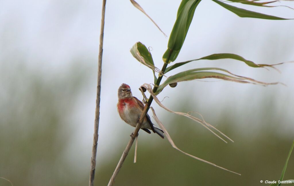 Common Linnet