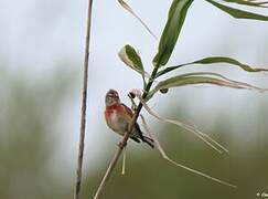 Linotte mélodieuse