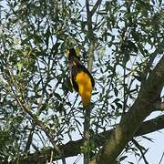 Eurasian Golden Oriole