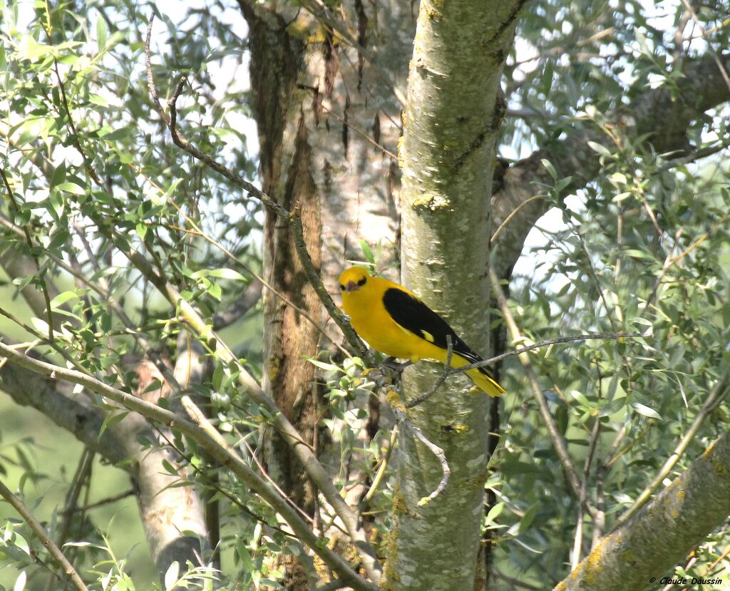 Eurasian Golden Oriole