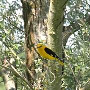 Eurasian Golden Oriole