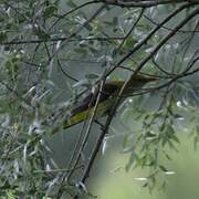 Eurasian Golden Oriole