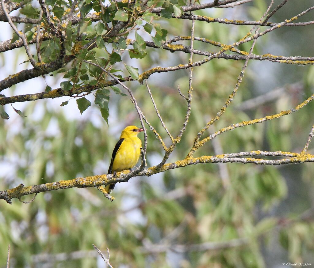 Eurasian Golden Oriole