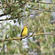 Eurasian Golden Oriole