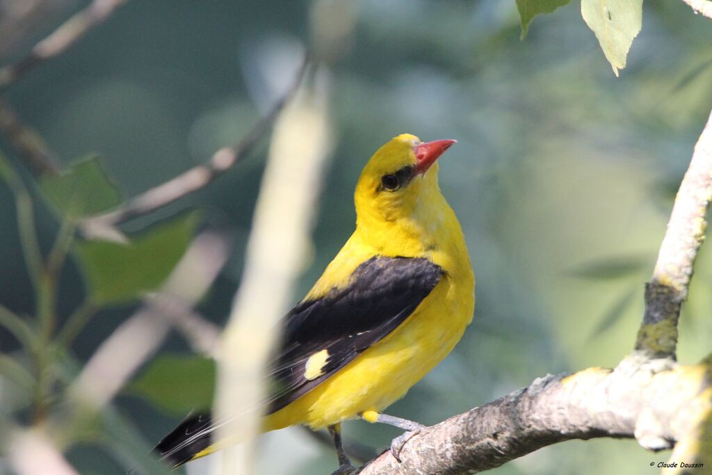 Eurasian Golden Oriole