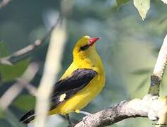 Eurasian Golden Oriole