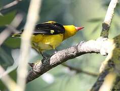 Eurasian Golden Oriole