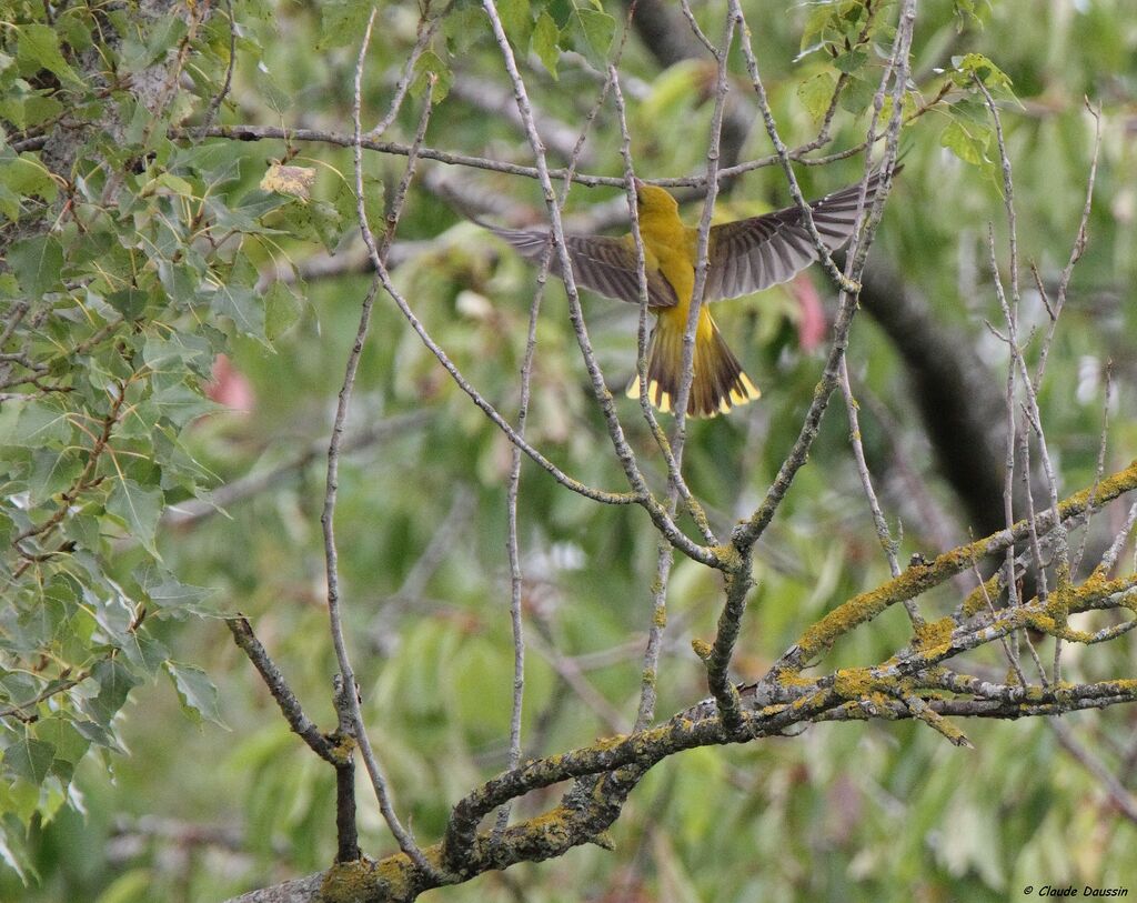 Eurasian Golden Oriole