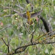 Eurasian Golden Oriole